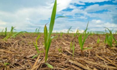 Na cana-soca, oxidos refinados da Caltec elevam produtividade em até 24,5%, de acordo com estudo do IAC