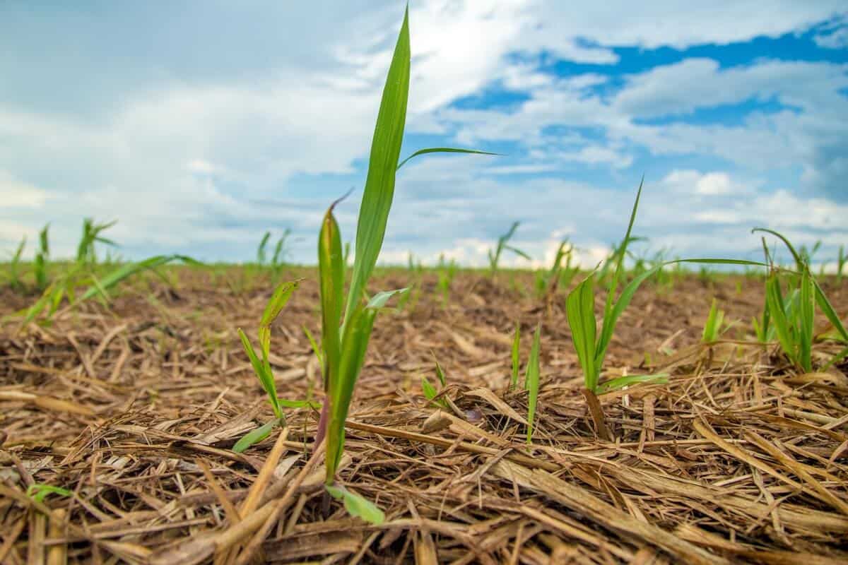 Na cana-soca, oxidos refinados da Caltec elevam produtividade em até 24,5%, de acordo com estudo do IAC