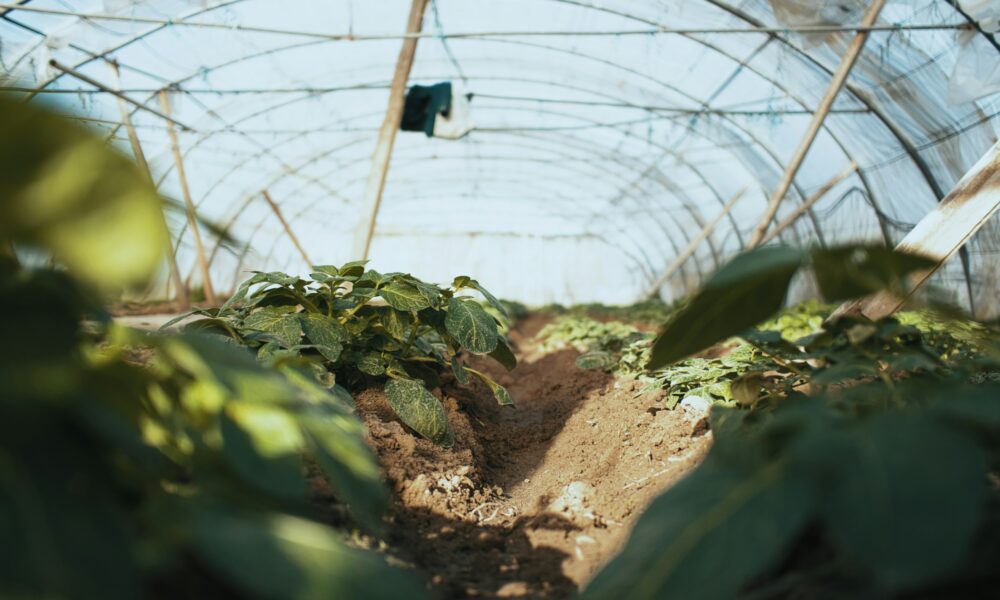 Proteção UV para o solo: cientistas desenvolvem nanotecnologia capaz otimizar a resistência de filmes de PVA utilizados para cobertura de lavouras