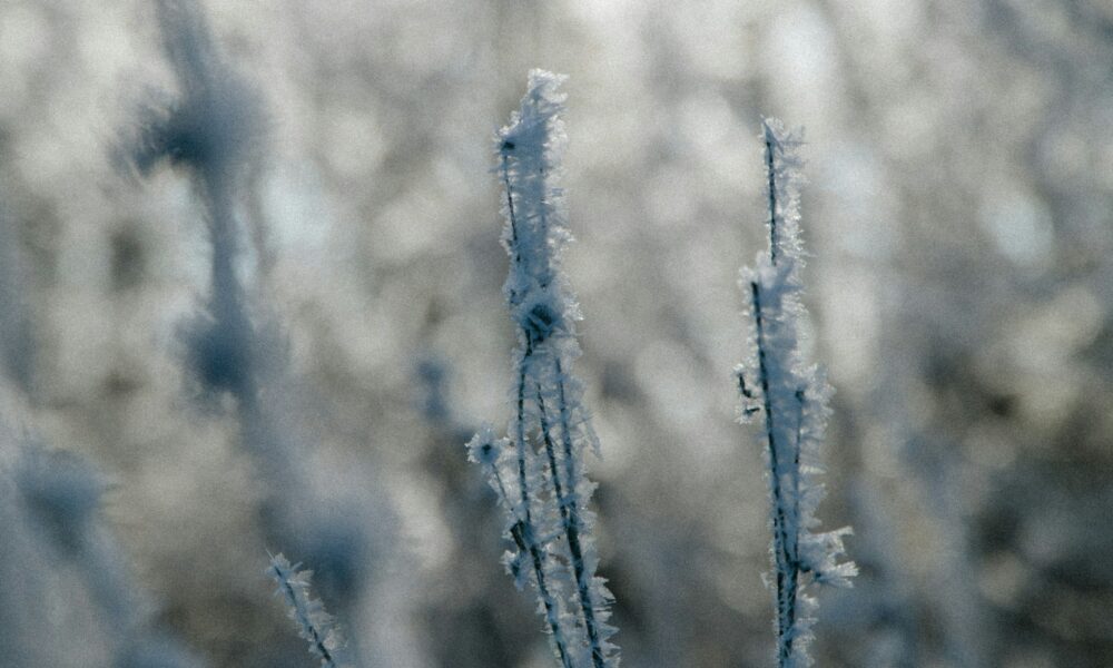 Cuidados com mudas exigem atenção redobrada diante da previsão de geadas no Brasil