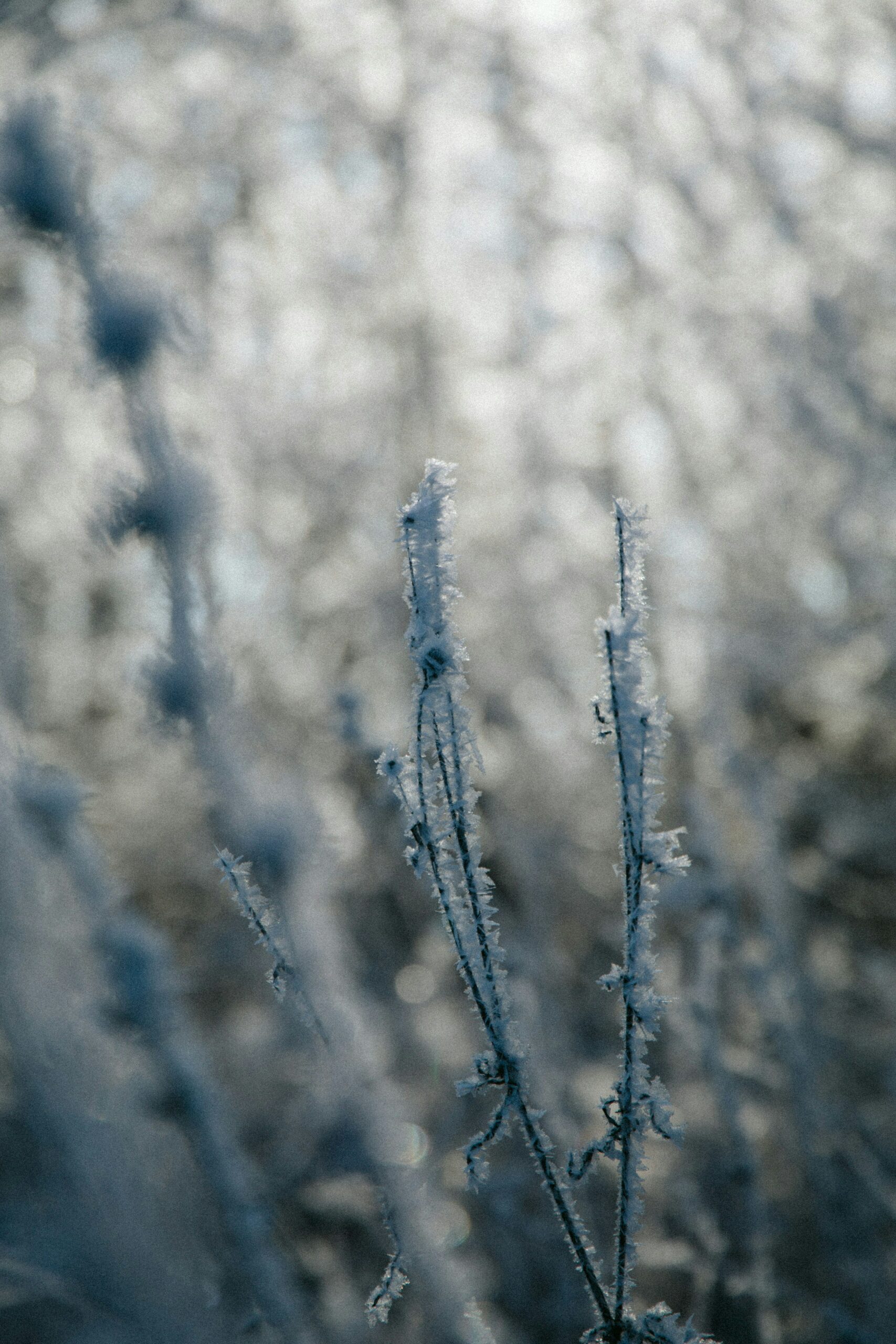 Cuidados com mudas exigem atenção redobrada diante da previsão de geadas no Brasil