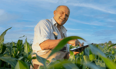 Créditos: Suíte Kora