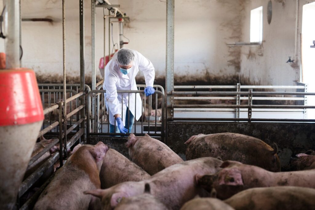 Nutrição balanceada é pilar essencial no combate ao canibalismo em suínos