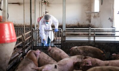 Nutrição balanceada é pilar essencial no combate ao canibalismo em suínos