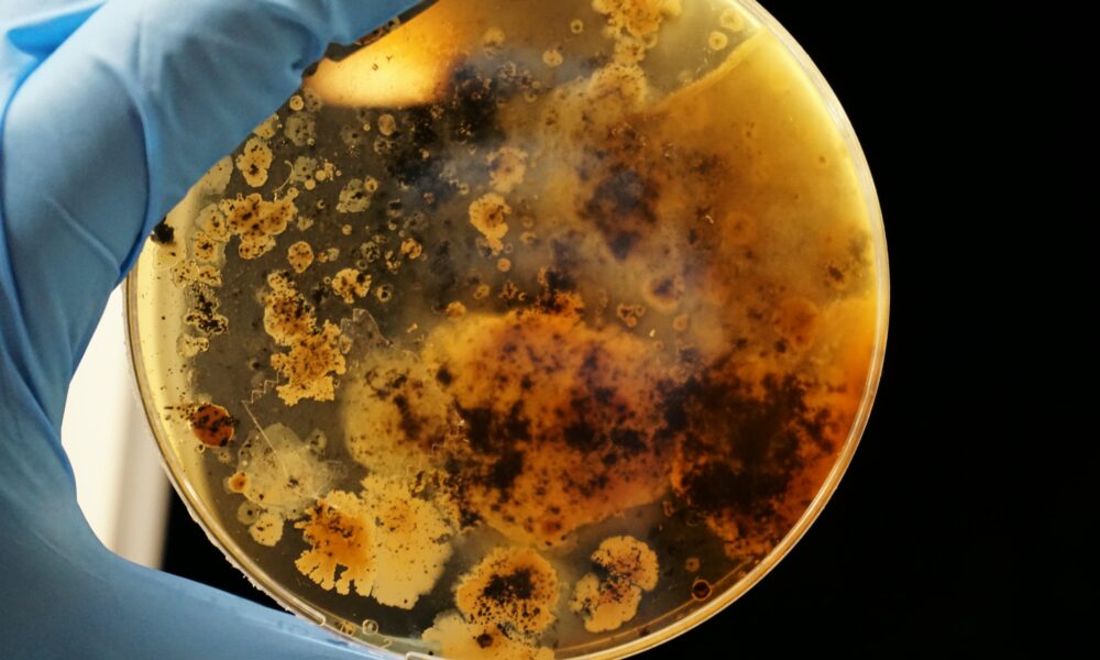 Biológicos ampliam a eficiência nutricional no campo e reduzem uso de químicos Symbiomics/Divulgação