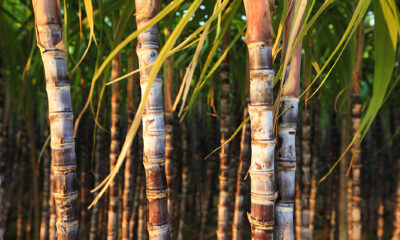 Via Pensamento Verde