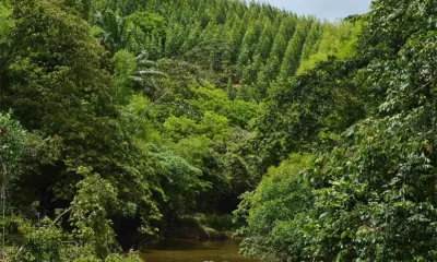 Mosaico florestal e rio em área da Bracell na Bahia/ Foto: Acervo Bracell