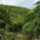 Mosaico florestal e rio em área da Bracell na Bahia/ Foto: Acervo Bracell