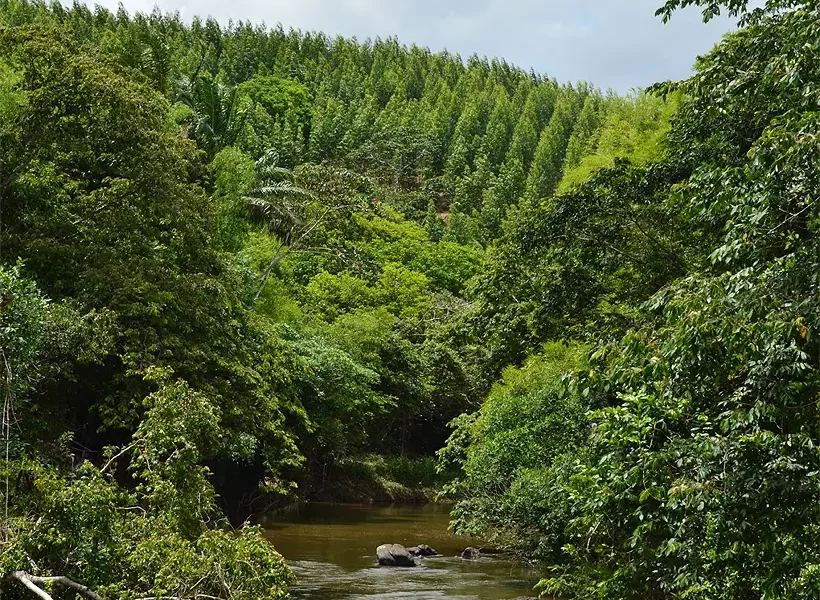 Mosaico florestal e rio em área da Bracell na Bahia/ Foto: Acervo Bracell