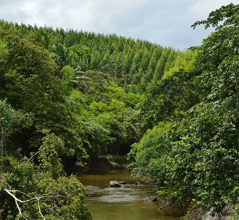 Mosaico florestal e rio em área da Bracell na Bahia/ Foto: Acervo Bracell