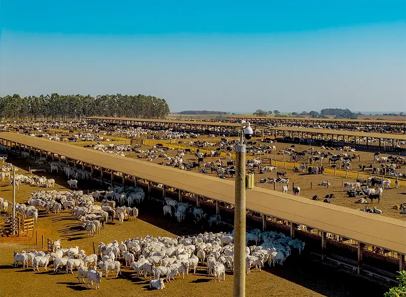MFG atinge a marca de 3,5 milhões de bovinos abatidos