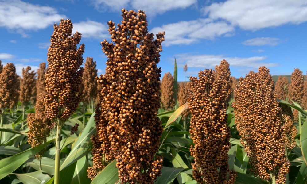 Supra anuncia primeiros híbridos de sorgo desenvolvidos no Brasil