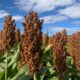 Supra anuncia primeiros híbridos de sorgo desenvolvidos no Brasil