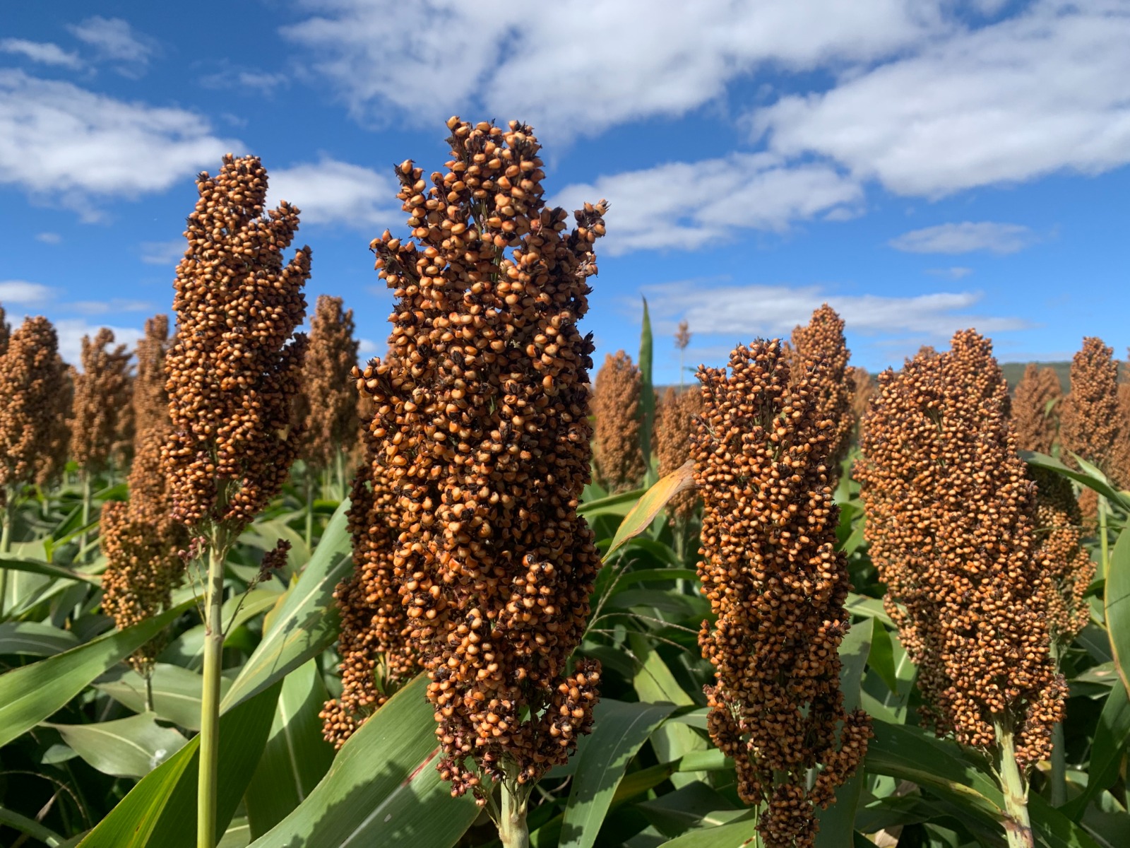 Supra anuncia primeiros híbridos de sorgo desenvolvidos no Brasil