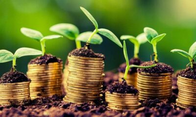 Especialistas debatem futuro do amendoim brasileiro e sua competitividade no mercado global