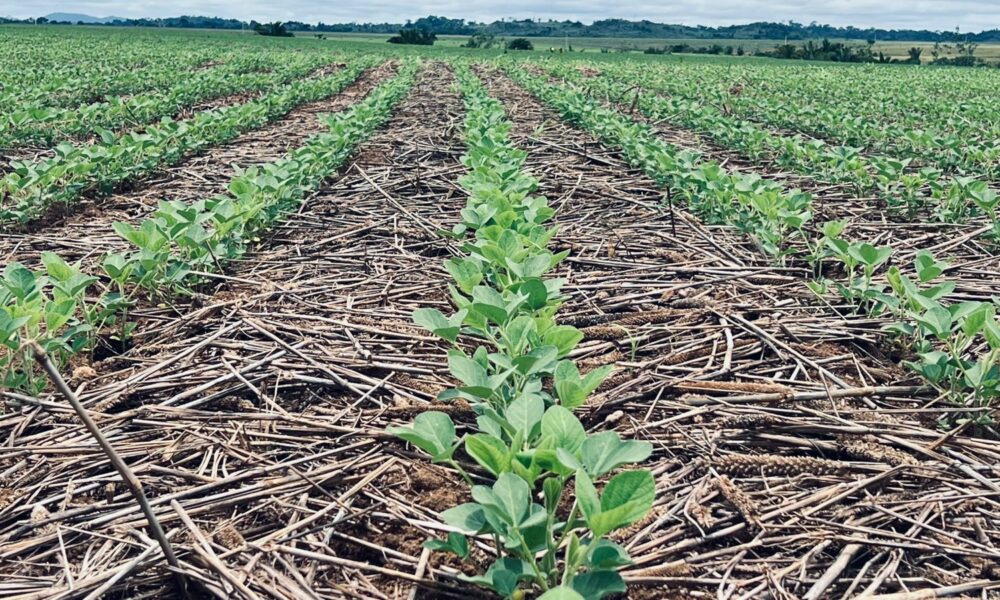 Girassol Agrícola eleva a régua da qualidade das sementes e cria um novo patamar no setor