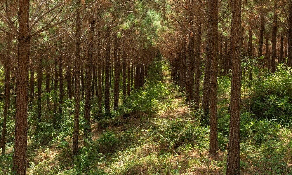 Legenda: Floresta de pinus no Paraná, Brasil Crédito: Zig Koch