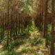 Legenda: Floresta de pinus no Paraná, Brasil Crédito: Zig Koch