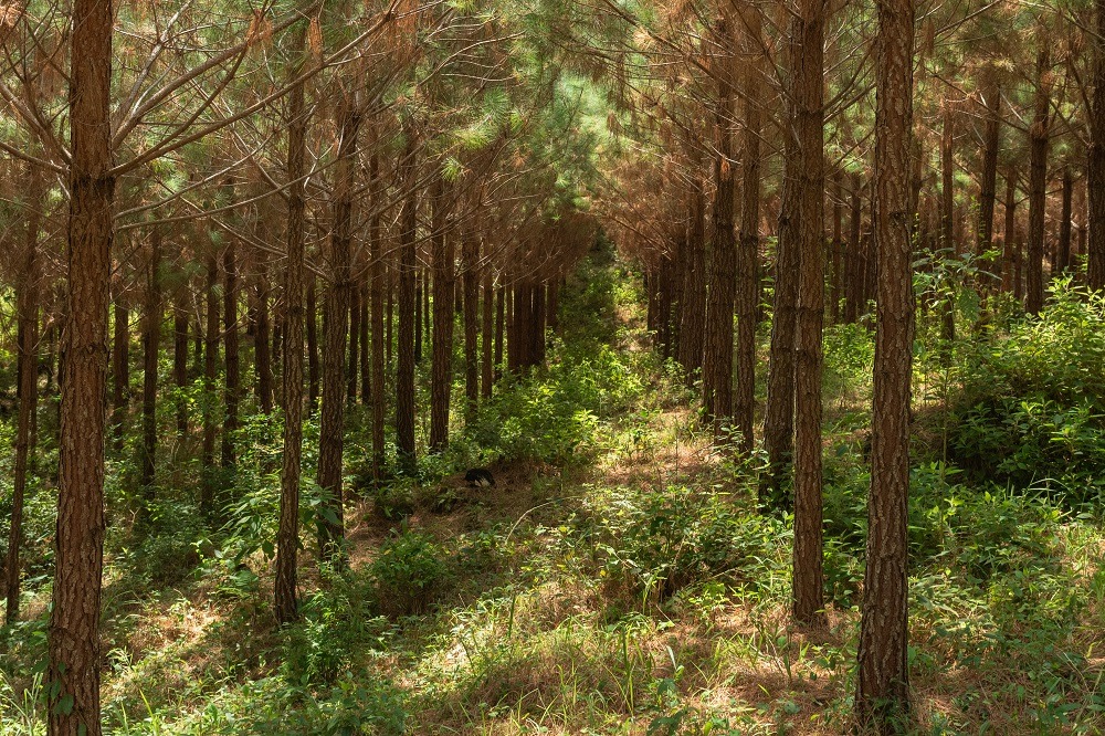 Legenda: Floresta de pinus no Paraná, Brasil Crédito: Zig Koch