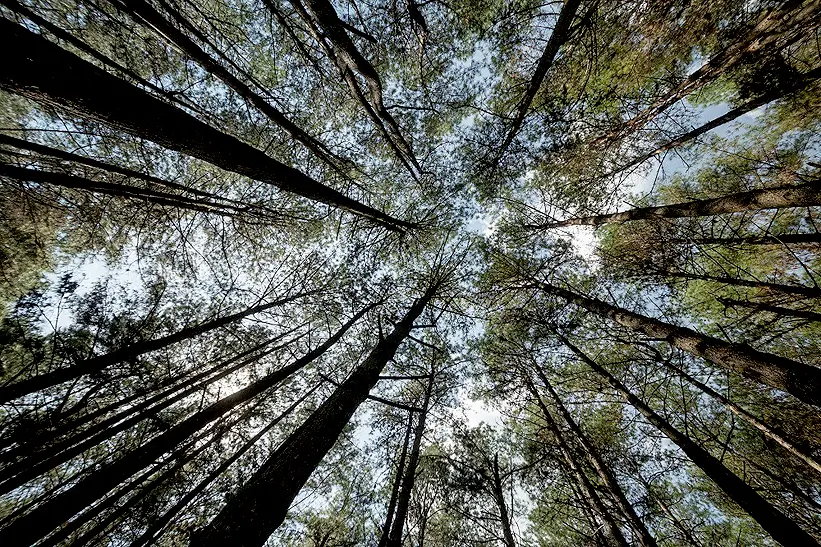 2025: um ano que colocou à prova a resiliência do setor florestal