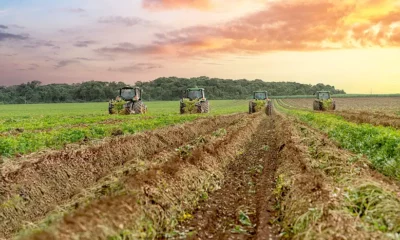 Brasil alcança 3º lugar mundial em produtividade de amendoim com 3,8 toneladas por hectare (Foto: Indústrias Colombo)