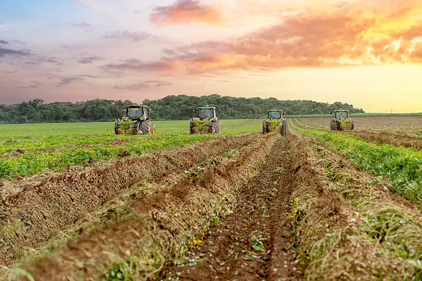 Brasil alcança 3º lugar mundial em produtividade de amendoim com 3,8 toneladas por hectare (Foto: Indústrias Colombo)