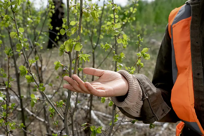Nova edição do Observatório da Restauração é lançada com mais de 200 mil hectares mapeados