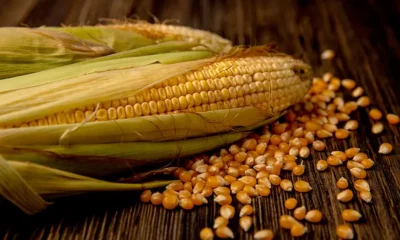 Produção de etanol de milho cresce, mas disputa por biomassa ameaça ritmo das usinas 