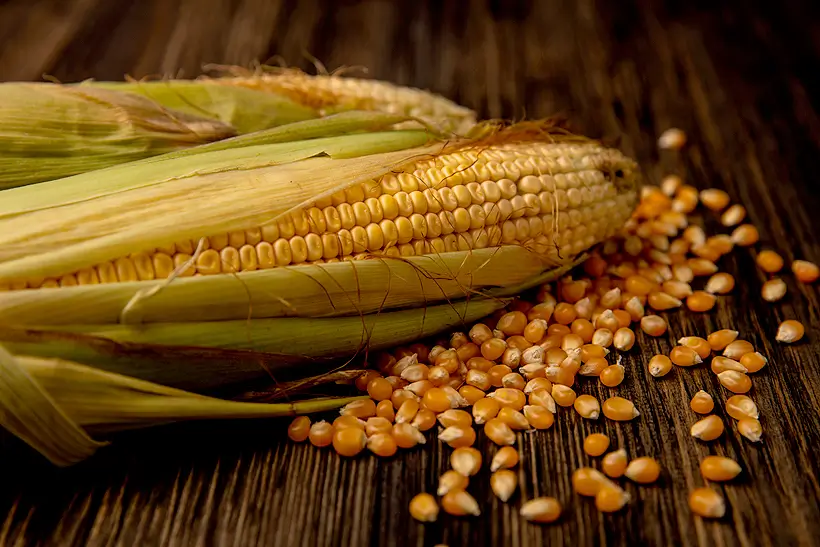 Produção de etanol de milho cresce, mas disputa por biomassa ameaça ritmo das usinas 