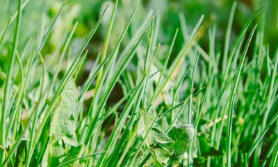 Cientistas desenvolvem método para utilização de biomassa no combate a ervas daninhas