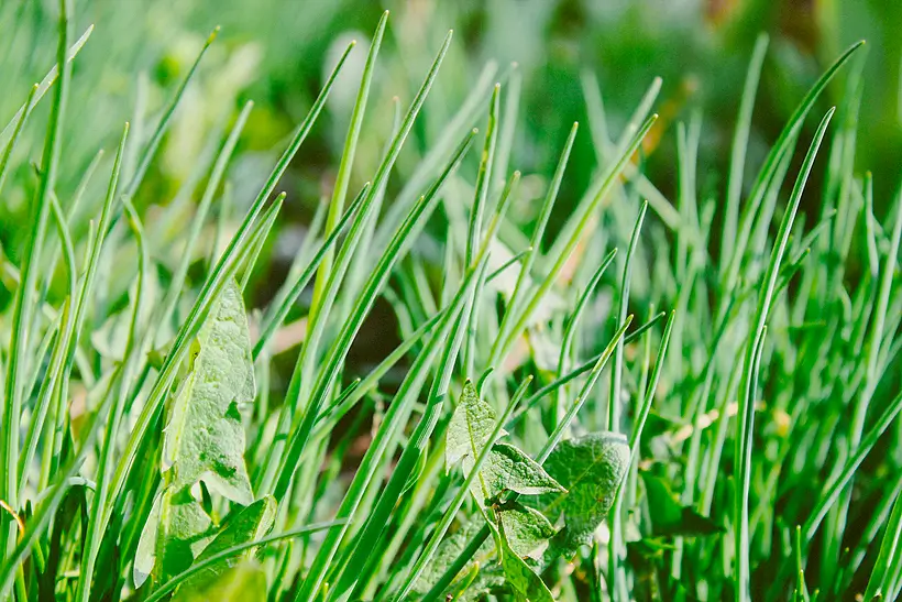 Cientistas desenvolvem método para utilização de biomassa no combate a ervas daninhas