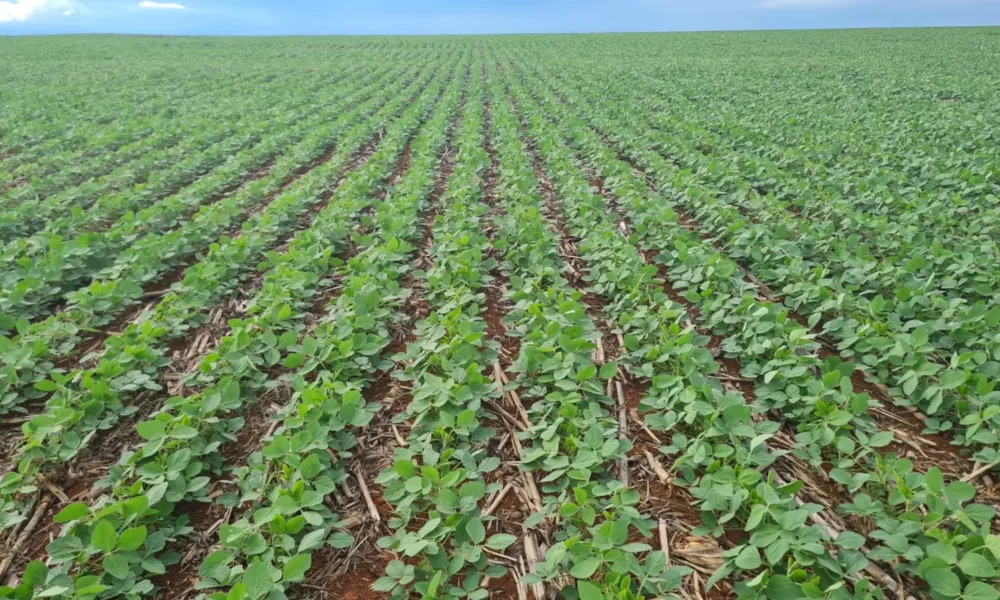 PI AgSciences e GDK trazem inovação e sustentabilidade para Mato Grosso do Sul