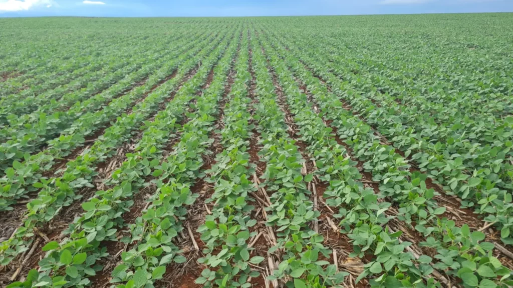 PI AgSciences e GDK trazem inovação e sustentabilidade para Mato Grosso do Sul