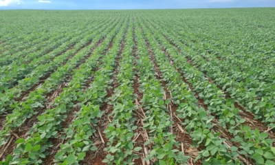 PI AgSciences e GDK trazem inovação e sustentabilidade para Mato Grosso do Sul