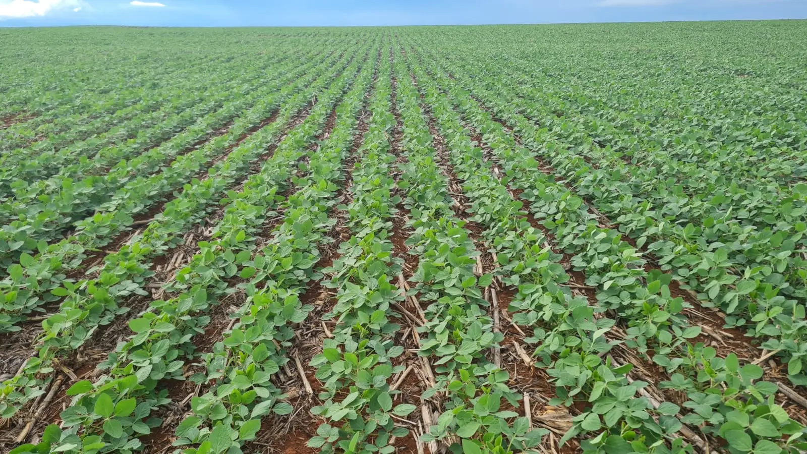 PI AgSciences e GDK trazem inovação e sustentabilidade para Mato Grosso do Sul