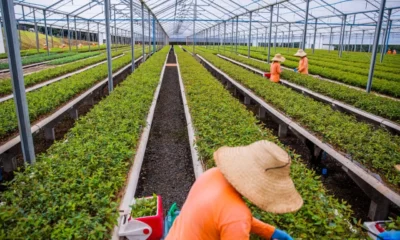 Viveiro com seleção genética, colheita mecanizada, automação e inteligência artificial já orientam decisões estratégicas das empresas de base florestal