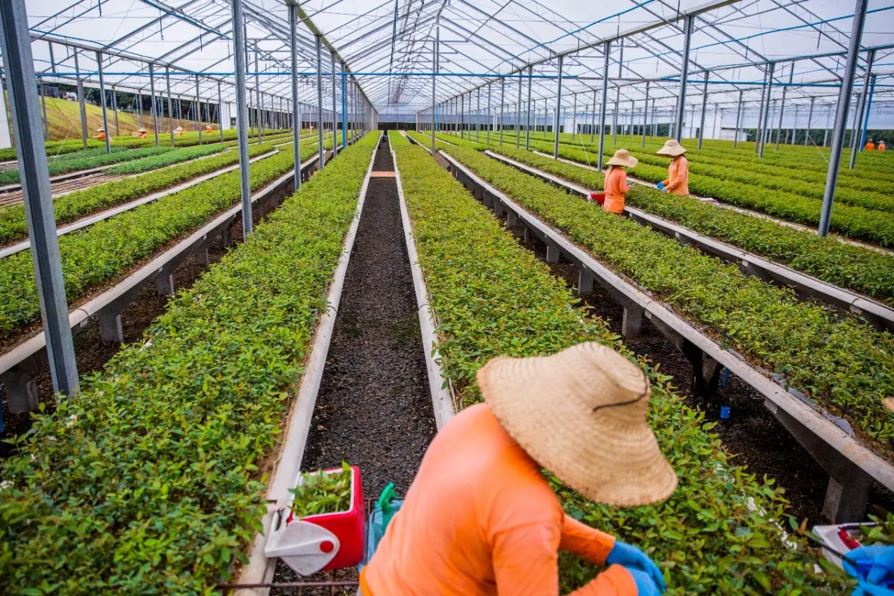 Viveiro com seleção genética, colheita mecanizada, automação e inteligência artificial já orientam decisões estratégicas das empresas de base florestal