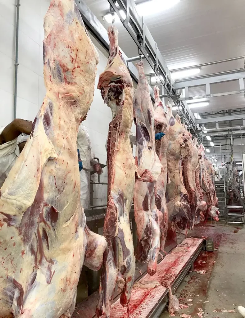 Exportações de carnes de MT cresceram 43,12% e ultrapassaram US$ 3,8 bilhões em 2025