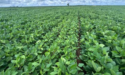 Campo de soja tratado com Otimais