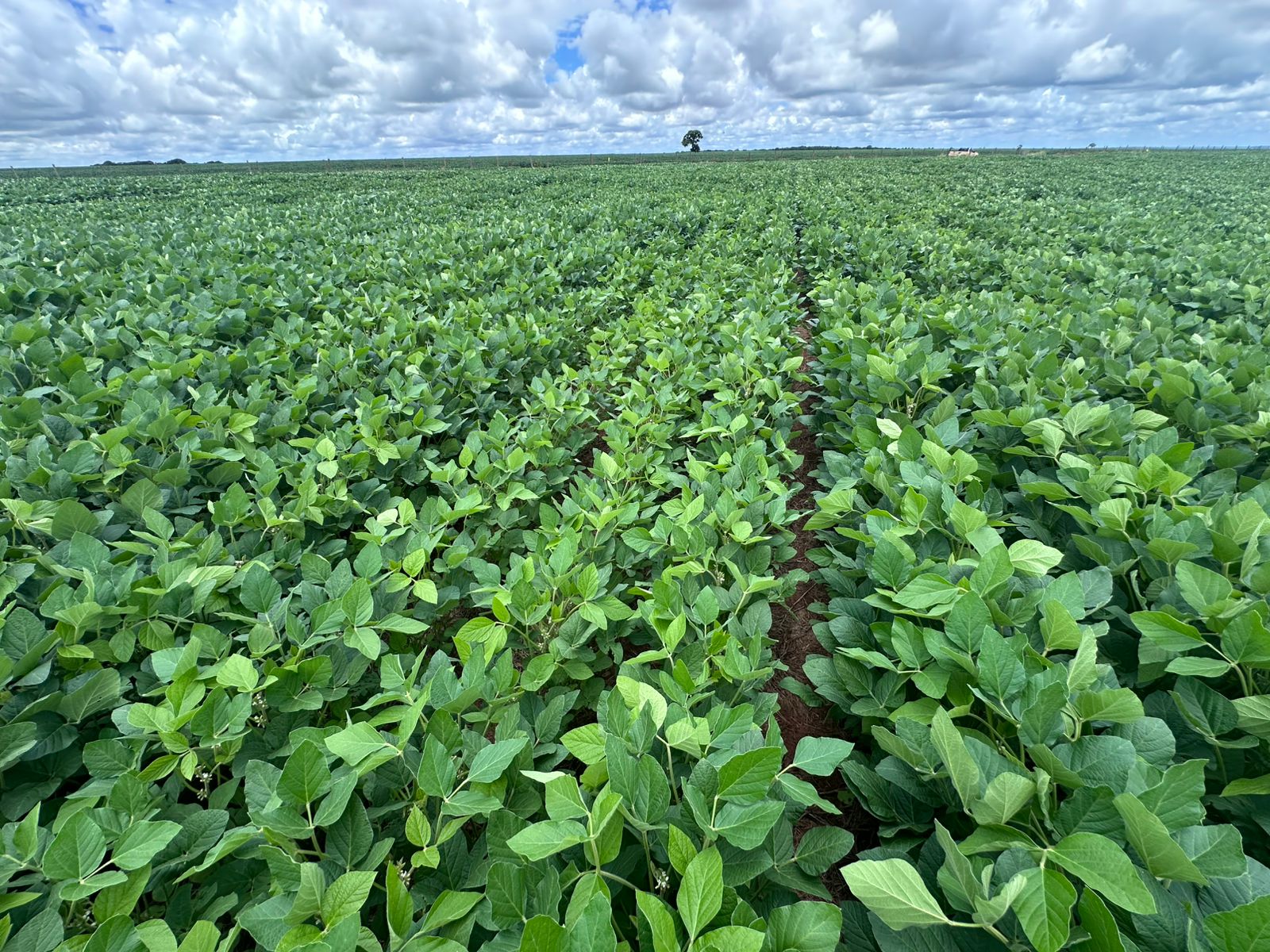Campo de soja tratado com Otimais