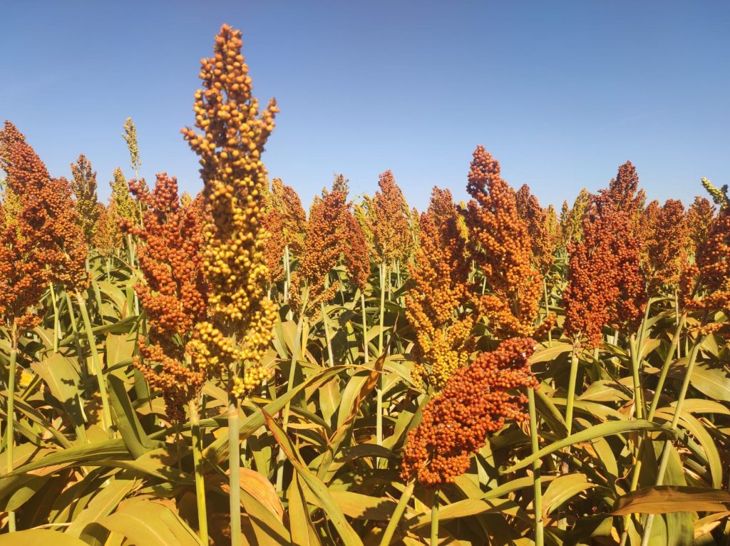 Boa Safra impulsiona sorgo no RS com rentabilidade acima de R$ 2.000 reais por hectare