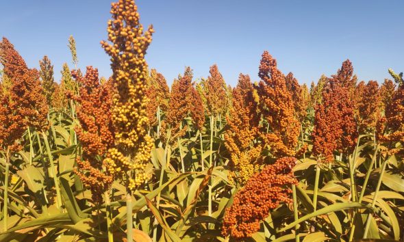 Boa Safra impulsiona sorgo no RS com rentabilidade acima de R$ 2.000 reais por hectare