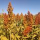 Boa Safra impulsiona sorgo no RS com rentabilidade acima de R$ 2.000 reais por hectare