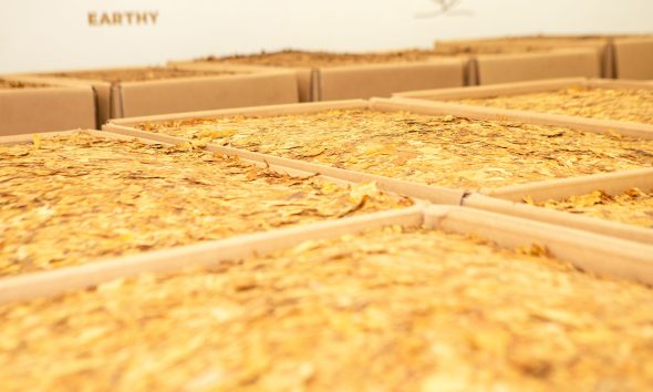 Negócios externos somaram US$ 3,389 bilhões, 13,85% acima do ano anterior. Resultado foi puxado pelo aumento de 23% do volume embarcado. Março de 2026 – O Brasil alcançou, em 2025, o maior valor já registrado em divisas com exportações de tabaco. Segundo dados do Ministério do Desenvolvimento, Indústria, Comércio e Serviços (MDIC/ComexStat), o setor somou US$ 3,389 bilhões, resultado 13,85% superior ao obtido em 2024 (US$ 2,977 bilhões). O desempenho supera, inclusive, o recorde anterior, de 2012, quando as exportações haviam gerado US$ 3,272 bilhões. O crescimento da receita foi impulsionado, principalmente, pelo forte aumento do volume embarcado. Em 2025, o Brasil exportou 561.052 toneladas de tabaco para 121 países, volume 23,23% superior ao registrado em 2024 (455.221 toneladas). A diferença entre o avanço do volume (+23,23%) e o crescimento da receita (+13,85%) é explicada pela redução do preço médio por tonelada. Em 2024, o valor médio foi de aproximadamente US$ 6.540 por tonelada, enquanto em 2025 ficou em torno de US$ 6.040 por tonelada, uma queda estimada de 7,6%. “Os números mostram um crescimento muito consistente das exportações em 2025, impulsionado principalmente pelo aumento expressivo de volume. Por outro lado, o preço médio por tonelada apresentou redução em relação a 2024, o que explica o fato de a receita ter crescido em ritmo inferior ao volume embarcado. Vendemos mais, porém a um valor médio menor”, avalia o presidente do Sindicato Interestadual da Indústria do Tabaco (SindiTabaco), Valmor Thesing. De acordo com o dirigente, o desempenho reafirma a posição do Brasil como maior exportador mundial de tabaco. “Nos últimos cinco anos, temos mantido uma média anual de embarques em torno de 515 mil toneladas e cerca de US$ 2,6 bilhões em divisas. Essa estabilidade está diretamente ligada ao nosso Sistema Integrado de Produção de Tabaco”, destaca. O Sistema Integrado é amparado pela Lei da Integração, que rege os contratos entre indústria e produtores, definindo volumes, tipo de tabaco a ser produzido e orientações técnicas de manejo. “A integração permite alinhar o plantio às demandas globais, tanto em quantidade quanto em qualidade de produto, o que nos diferencia como fornecedor mundial. O Brasil é o maior exportador mundial desde 1993 e temos um futuro promissor, desde que mantenhamos o Sistema Integrado fortalecido”, conclui o presidente do SindiTabaco. Destinos do tabaco brasileiro Em 2025, a Europa manteve-se como principal destino do tabaco brasileiro, respondendo por 41% do valor exportado. O Extremo Oriente representou 36% dos embarques, seguido por África/Oriente Médio (8%), América do Norte (6%), América Latina (6%) e Leste Europeu (3%). Entre os principais países importadores estão Bélgica, China e Indonésia. Principais países importadores 2025 1º Bélgica (US$ 733,4 milhões) 2° China (US$ 576,5 milhões) 3° Indonésia (US$ 280,4 milhões) 4° Estados Unidos (US$ 195,3 milhões) 5° Vietnã (US$ 148,7 milhões) 6° Emirados Árabes Unidos (US$ 139,4 milhões) 7° Turquia (US$ 123 milhões) Sul do Brasil responde por 98% das exportações Na Região Sul do Brasil, que concentra 96% da produção brasileira de tabaco, as exportações de tabaco em 2025 foram de US$ 3,315 bilhões, superando o ano de 2024 em 14,91%. Do total das divisas do ano passado, 98% é oriundo da Região Sul. Os embarques nos portos do Rio Grande do Sul, Santa Catarina e Paraná foram de 555.222 toneladas, 24,34% superiores ao ano anterior