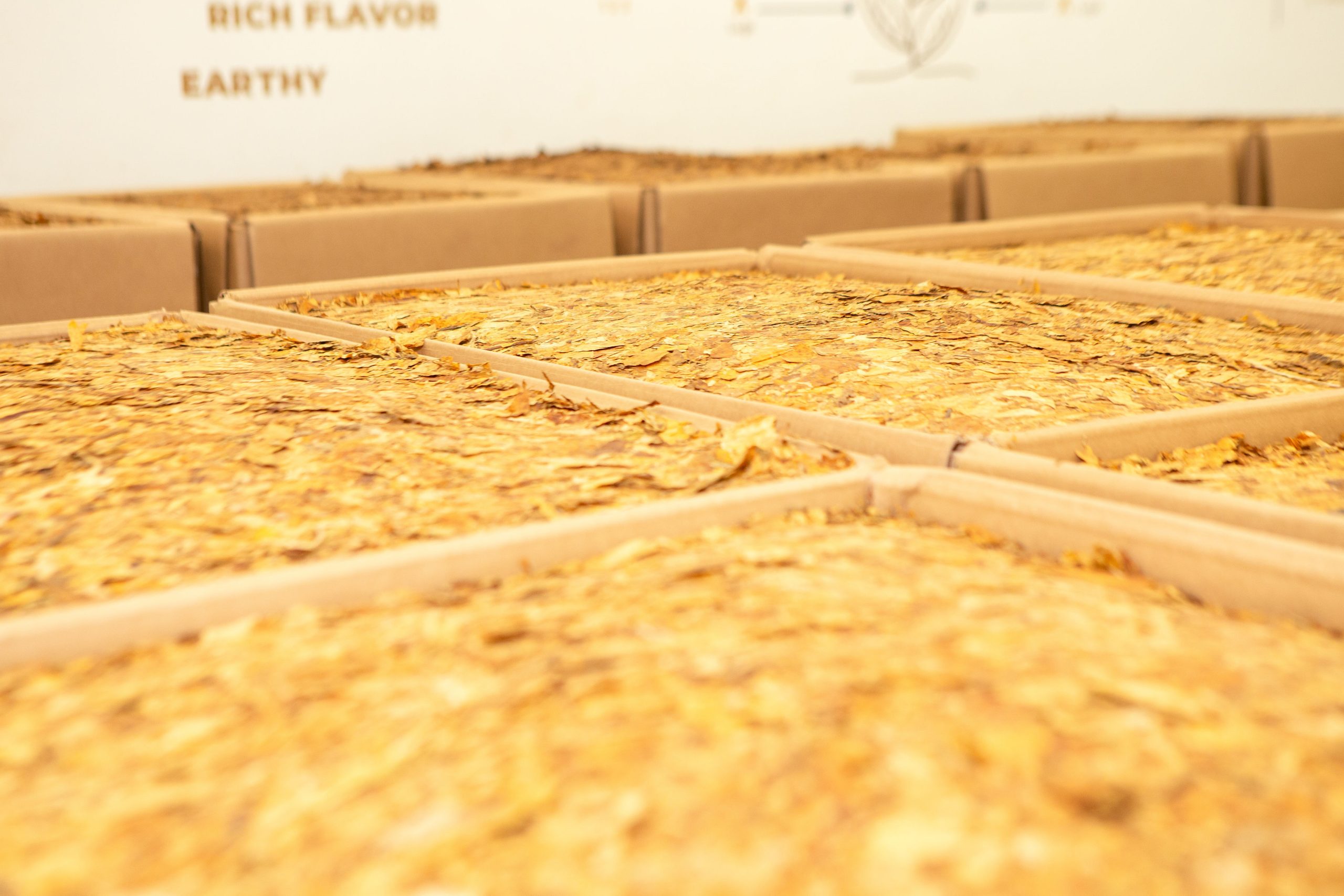 Negócios externos somaram US$ 3,389 bilhões, 13,85% acima do ano anterior. Resultado foi puxado pelo aumento de 23% do volume embarcado. Março de 2026 – O Brasil alcançou, em 2025, o maior valor já registrado em divisas com exportações de tabaco. Segundo dados do Ministério do Desenvolvimento, Indústria, Comércio e Serviços (MDIC/ComexStat), o setor somou US$ 3,389 bilhões, resultado 13,85% superior ao obtido em 2024 (US$ 2,977 bilhões). O desempenho supera, inclusive, o recorde anterior, de 2012, quando as exportações haviam gerado US$ 3,272 bilhões. O crescimento da receita foi impulsionado, principalmente, pelo forte aumento do volume embarcado. Em 2025, o Brasil exportou 561.052 toneladas de tabaco para 121 países, volume 23,23% superior ao registrado em 2024 (455.221 toneladas). A diferença entre o avanço do volume (+23,23%) e o crescimento da receita (+13,85%) é explicada pela redução do preço médio por tonelada. Em 2024, o valor médio foi de aproximadamente US$ 6.540 por tonelada, enquanto em 2025 ficou em torno de US$ 6.040 por tonelada, uma queda estimada de 7,6%. “Os números mostram um crescimento muito consistente das exportações em 2025, impulsionado principalmente pelo aumento expressivo de volume. Por outro lado, o preço médio por tonelada apresentou redução em relação a 2024, o que explica o fato de a receita ter crescido em ritmo inferior ao volume embarcado. Vendemos mais, porém a um valor médio menor”, avalia o presidente do Sindicato Interestadual da Indústria do Tabaco (SindiTabaco), Valmor Thesing. De acordo com o dirigente, o desempenho reafirma a posição do Brasil como maior exportador mundial de tabaco. “Nos últimos cinco anos, temos mantido uma média anual de embarques em torno de 515 mil toneladas e cerca de US$ 2,6 bilhões em divisas. Essa estabilidade está diretamente ligada ao nosso Sistema Integrado de Produção de Tabaco”, destaca. O Sistema Integrado é amparado pela Lei da Integração, que rege os contratos entre indústria e produtores, definindo volumes, tipo de tabaco a ser produzido e orientações técnicas de manejo. “A integração permite alinhar o plantio às demandas globais, tanto em quantidade quanto em qualidade de produto, o que nos diferencia como fornecedor mundial. O Brasil é o maior exportador mundial desde 1993 e temos um futuro promissor, desde que mantenhamos o Sistema Integrado fortalecido”, conclui o presidente do SindiTabaco. Destinos do tabaco brasileiro Em 2025, a Europa manteve-se como principal destino do tabaco brasileiro, respondendo por 41% do valor exportado. O Extremo Oriente representou 36% dos embarques, seguido por África/Oriente Médio (8%), América do Norte (6%), América Latina (6%) e Leste Europeu (3%). Entre os principais países importadores estão Bélgica, China e Indonésia. Principais países importadores 2025 1º Bélgica (US$ 733,4 milhões) 2° China (US$ 576,5 milhões) 3° Indonésia (US$ 280,4 milhões) 4° Estados Unidos (US$ 195,3 milhões) 5° Vietnã (US$ 148,7 milhões) 6° Emirados Árabes Unidos (US$ 139,4 milhões) 7° Turquia (US$ 123 milhões) Sul do Brasil responde por 98% das exportações Na Região Sul do Brasil, que concentra 96% da produção brasileira de tabaco, as exportações de tabaco em 2025 foram de US$ 3,315 bilhões, superando o ano de 2024 em 14,91%. Do total das divisas do ano passado, 98% é oriundo da Região Sul. Os embarques nos portos do Rio Grande do Sul, Santa Catarina e Paraná foram de 555.222 toneladas, 24,34% superiores ao ano anterior