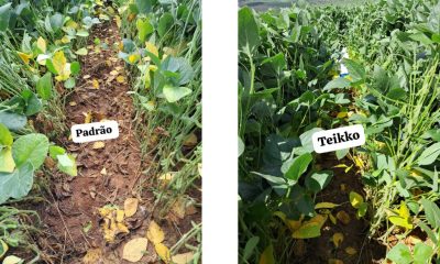 PI AgSciences estreia na Feira de Inovações SCV com soluções disruptivas para tratamento de sementes