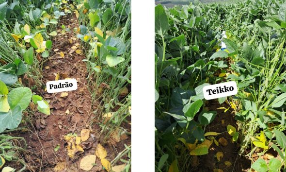 PI AgSciences estreia na Feira de Inovações SCV com soluções disruptivas para tratamento de sementes