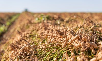 Tour del Maní Colombo percorre polos produtivos de amendoim do interior paulista (Crédito - Divulgação)