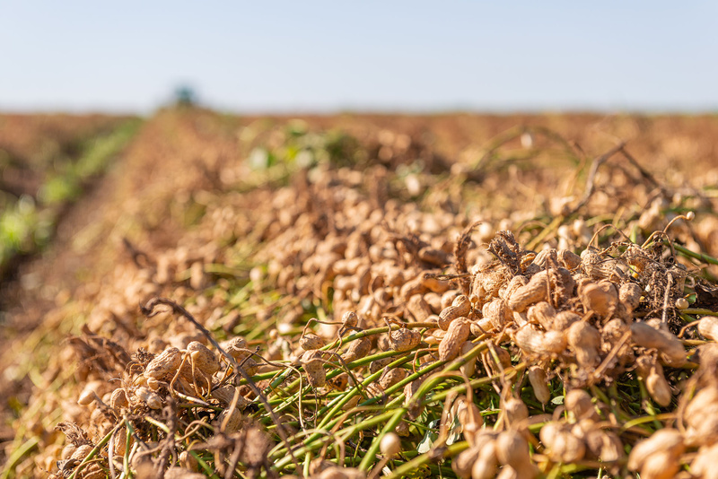 Tour del Maní Colombo percorre polos produtivos de amendoim do interior paulista (Crédito - Divulgação)