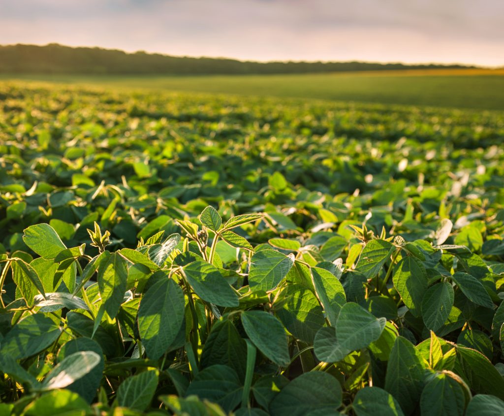 Na soja, os ensaios indicaram incremento médio de produtividade de 11,7 sc/ha com o uso do Forblend FS Premium